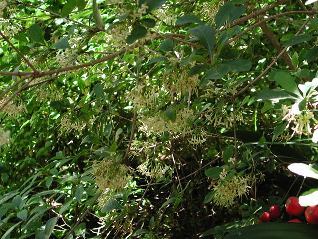 Pavetta gardenifolia (2)